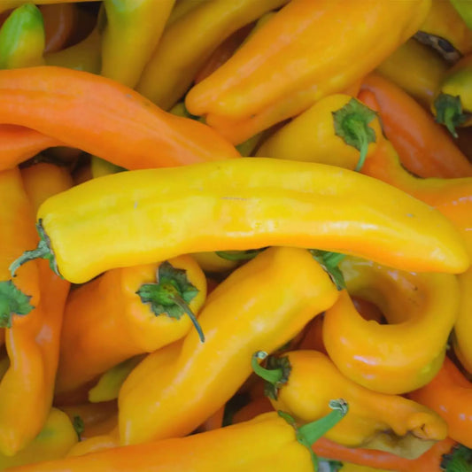Corno Di Toro Giallo Pepper Seeds - 30+ Yellow Italian Sweet Seeds - Rare Variety for Garden - Capsicum annuum