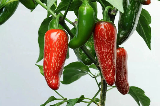 Early Jalapeno Pepper Seeds 50+ Heirloom Non-GMO Fresh Capsicum annuum