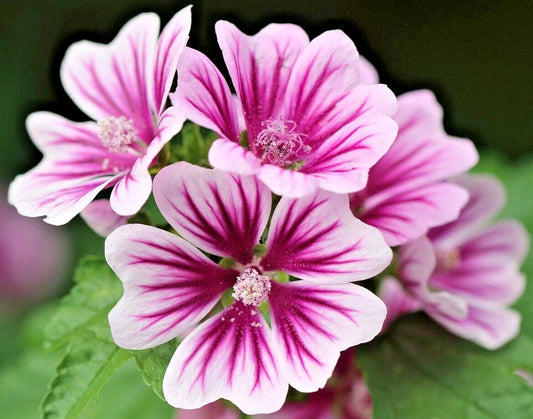 Zebra Mallow Seeds 100 Count, White Zebra Striped Flowers, Hardy Malva sylvestris