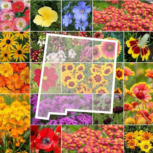 Wildflower Seed Mix - 1000 Non-GMO Seeds - New Mexico State Flower Perennials & Annuals - Native Wildflowers