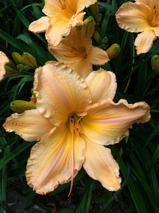 Yellow Daylily Bare Root Plant - Yellow Apricot Blooms - Hemerocallis 'Clif Hayes' - 7.5" Flowers