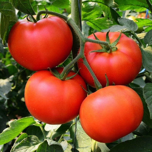 Homestead Tomato Seeds, NON-GMO Heirloom, Determinate Variety, Vegetable Garden Seeds, Solanum lycopersicum