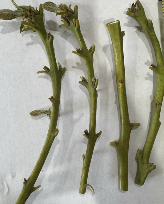 Nabal Avocado Scions for Grafting - 2-3 Grafts Per Scion - Budwood (Persea americana)