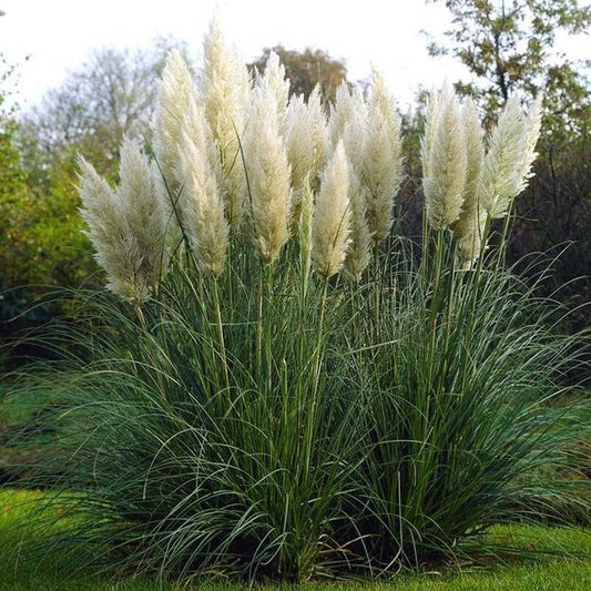 White Pampas Grass Live Plant 4in Rooted – Dried Look Foliage Decor – Cortaderia selloana