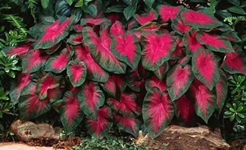 Caladium Bulbs (6 Count) - Buck Variety, Colorful Foliage, Tropical Perennial, Caladium bicolor