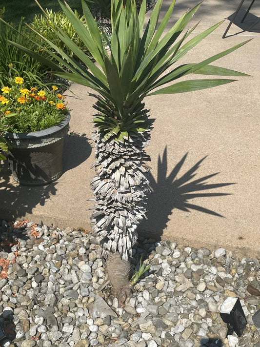 Yucca Pups Bare Root - Healthy Offshoots for Indoor/Outdoor Gardens - Yucca filamentosa