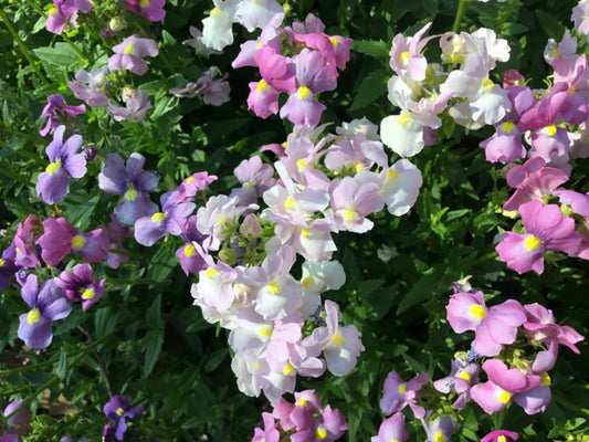 Easter Bonnet Flower Seeds - 150+ Seeds - Cape Snapdragon (Antirrhinum majus) - Fresh for 2024