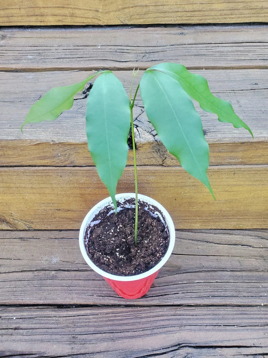 LIVE LYCHEE Fruit Tree | Litchi Chinensis | Tropical Plant | Edible Fruit | Indoor/Outdoor