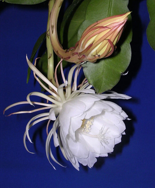 Cutting with Root - Epiphyllum oxypetalum 'Queen of the Night' - 4-6" Succulent Houseplant