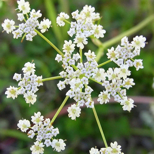 Caraway Seeds - Non-GMO Heirloom Herb for Planting - 2025 USA Grown Culinary Spice (Carum carvi)