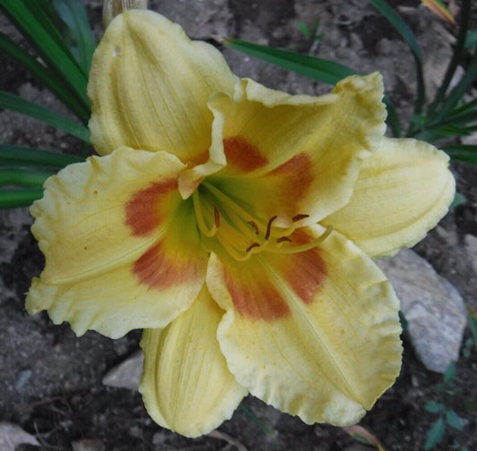 Hemerocallis 'Leprechaun Eyes' Daylily Bareroot Plant - One Mature Eye, Yellow with Green Throat