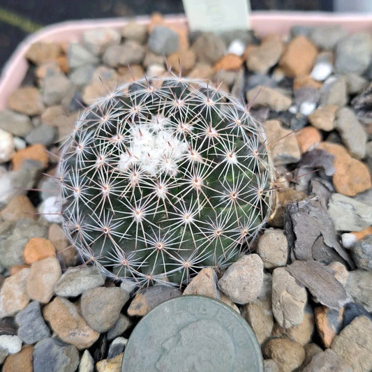 Mammillaria Gaumeri Cactus BARE ROOT | Unique Desert Plant | Drought-Tolerant Succulent
