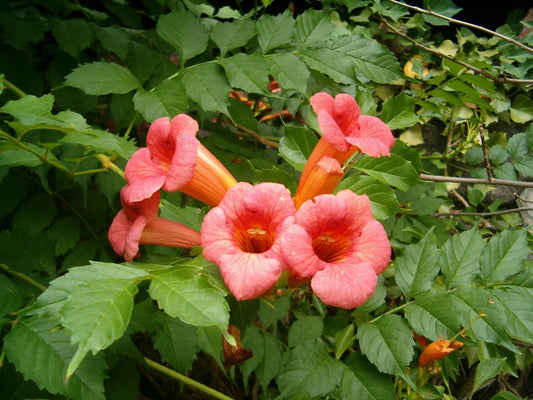 Trumpet Creeper Seeds - 60 Count Trumpet Vine (Campsis radicans) for Garden Growth and Attracting Hummingbirds