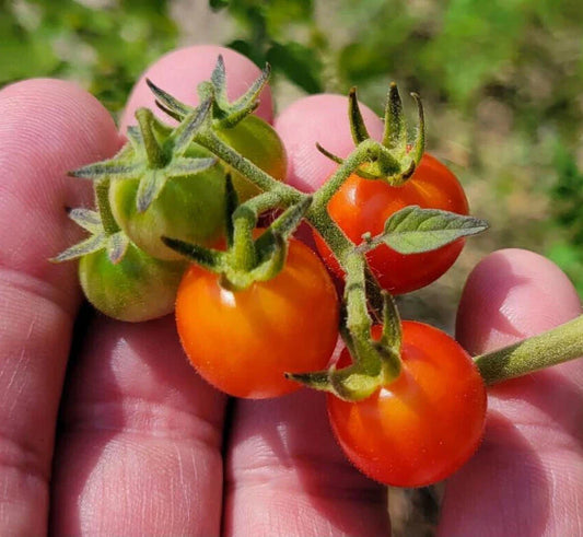 Matt's Wild Tomato Seeds | 25 Count | Cherry Tomato | Flavorful Variety | Solanum Lycopersicum