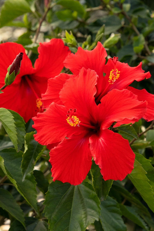 Tropical Hibiscus Starter Plants, President Red, 5-Inch Plug Size, Live Plant, Hibiscus rosa-sinensis