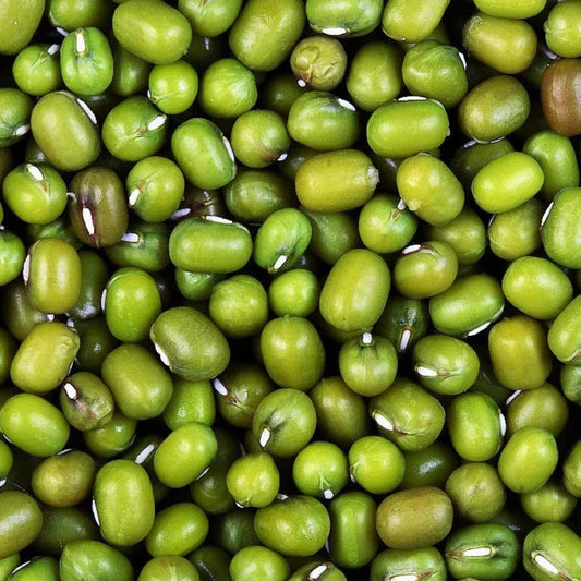 Mung Bean Seeds - 50+ Count - Green Beans for 2025 Planting - Vigna radiata