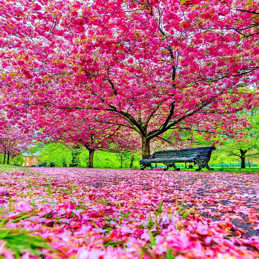 Japanese Sakura Cherry Blossom Tree Seeds - Hardy Flower Plant (Prunus sargentii) - Ornamental Gardening Seeds