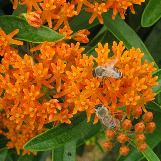 Wildflower Seed Mix for Monarch Butterflies - 1000 Seeds, 27 Flower Species with Milkweed, Pollinator-Friendly Garden