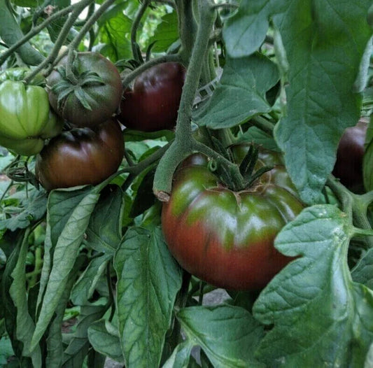Russian Black Krim Tomato Seeds - 120+ Non-GMO Heirloom Seeds - Perfect for Home Gardens - Solanum lycopersicum