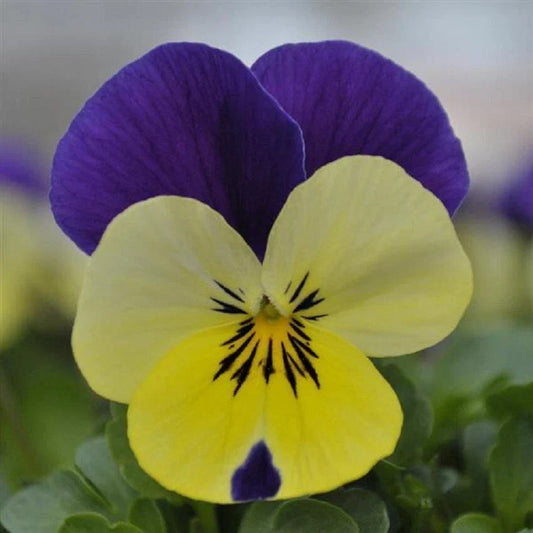 Viola Seeds 50 Seeds Quicktime Lemon Jump Up (Viola) - Bright Yellow Flowering Plant for Garden and Container Gardening