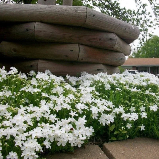 Snowflake Creeping Phlox 100 Seeds - Hardy Ground Cover - Phlox subulata - USA Grown, Free Shipping