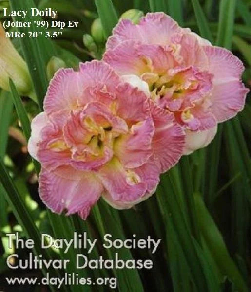 Daylily Plant - Lacy Doily - Pink Double Rebloomer - Hemerocallis 'Lacy Doily' - Live Plant