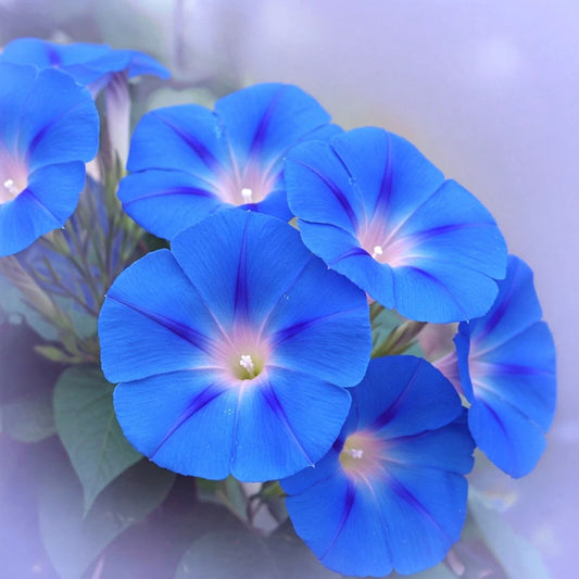 Heavenly Blue Morning Glory Seeds - 400 Count Climbing Flower for Hummingbirds - Ipomoea tricolor