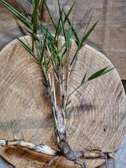 Giant River Cane Live Plant Start - 2 Bamboo Plants, Arundinaria gigantea, NC Native, Hardy Ornamental Grass