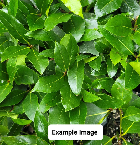 Bay Laurel Live Starter Plant - Laurus nobilis - Aromatic Culinary Herb for Cooking and Gardens