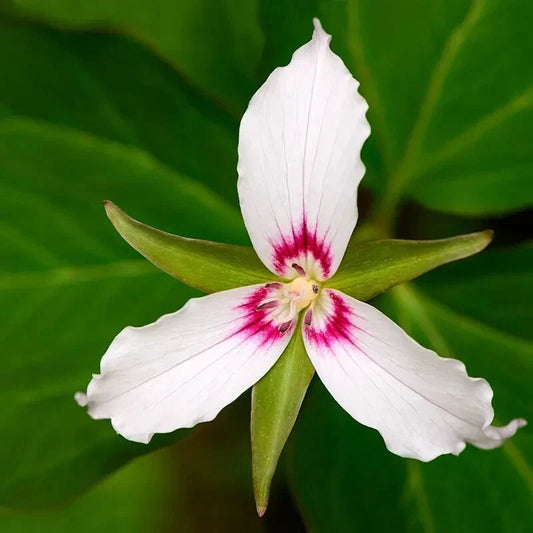 Painted Trillium Bare Root Perennial Plant - Trillium Undulatum - Live Garden Flower