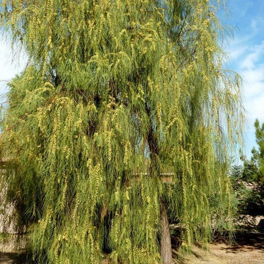 Acacia Stenophylla 25 Seeds - Shoestring Wattle - Drought Tolerant