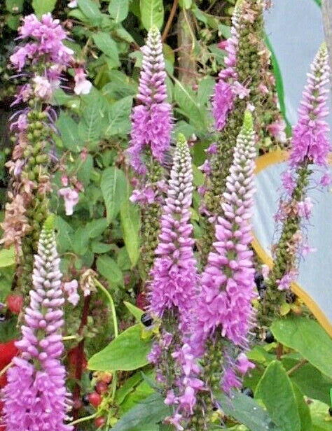 Pink Veronica Seeds, 101 Seeds, Long Leaf Speedwell, Hardy Plant, Veronica longifolia, USA Seller