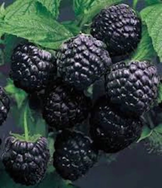 Cumberland Black Raspberry Plants 1-2 Year Old Rubus occidentalis, Disease-Resistant, Hardy, Dark Purple-Black Berries, 5 Pack