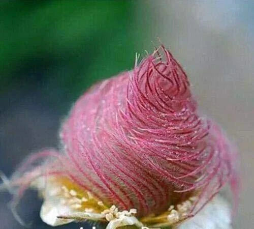 Prairie Smoke Seeds - 50 Count - Rare Geum triflorum - Ships from Iowa