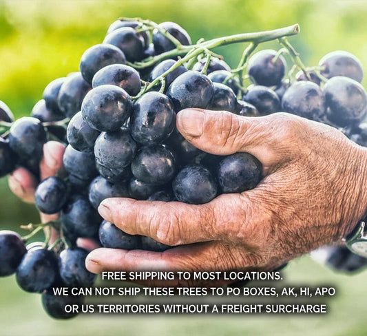 Seedless Table Grape Plants - 8 Varieties - Disease-Resistant - Vitis vinifera