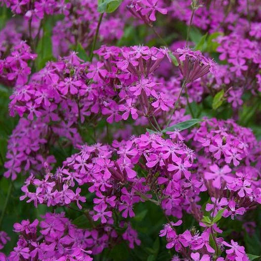 Catchfly Seeds - 2000 Non-GMO Seeds - Pretty Purple Flower for Rock Gardens - Silene dioica