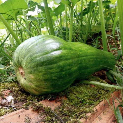Naples Long Squash Seeds - 25+ Pack for Garden Planting - Cucurbita pepo - USA Grown - Non-GMO