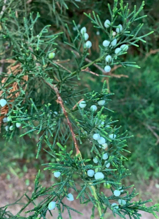 Red Eastern Cedar Cuttings - 10 Fresh Rooting Cuttings 6-8 Inches Long - Juniperus virginiana