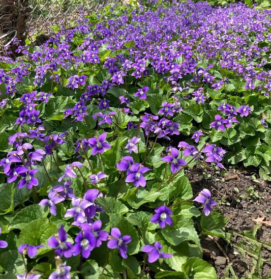 Purple Wild Violet Rhizomes 60+ Organic Bareroot Viola Perennial Edible Plant