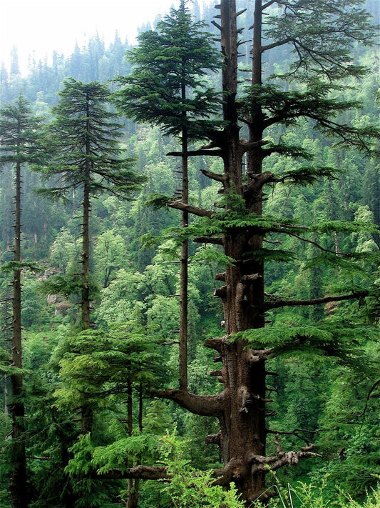 Himalayan Cedar 10 Seeds, Deodar Cedar (Cedrus deodara) for Planting, Evergreen Tree Seeds