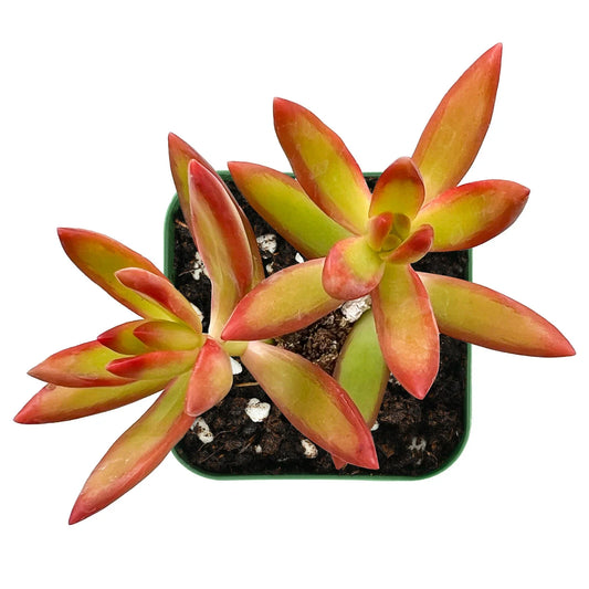 Sedum Adolphii Firestorm Succulent Plant in 2'' Planter - Indoor Decor, Drought-Tolerant Houseplant, Easy Care