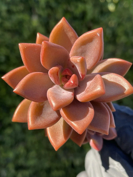Rare Succulent Graptosedum Alpenglow Bronze Live Plant 2-Inch | Perfect for Home Decor