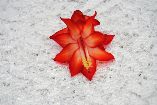 Christmas Cactus Starter Plant - Well Rooted Schlumbergera Truncata - Ara Brazil Variety