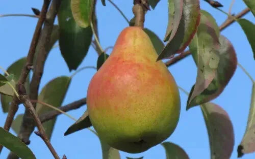 Ananas de Courtrai Pear Seeds - 25+ Pack for Garden Planting - USA Grown, Free Shipping