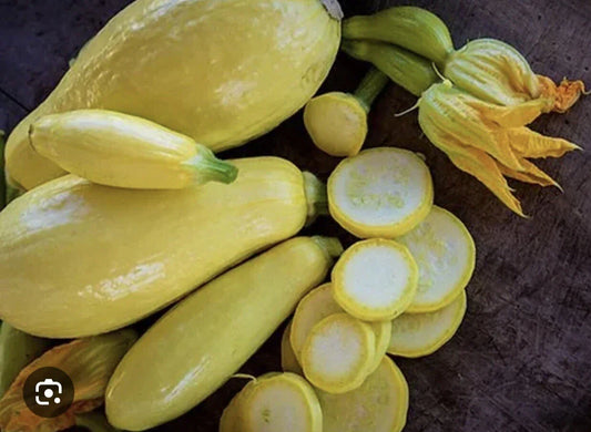 Straightneck Summer Squash Seeds - 35 Plus Non-GMO Early Prolific Variety - Open Pollinated - Cucurbita pepo