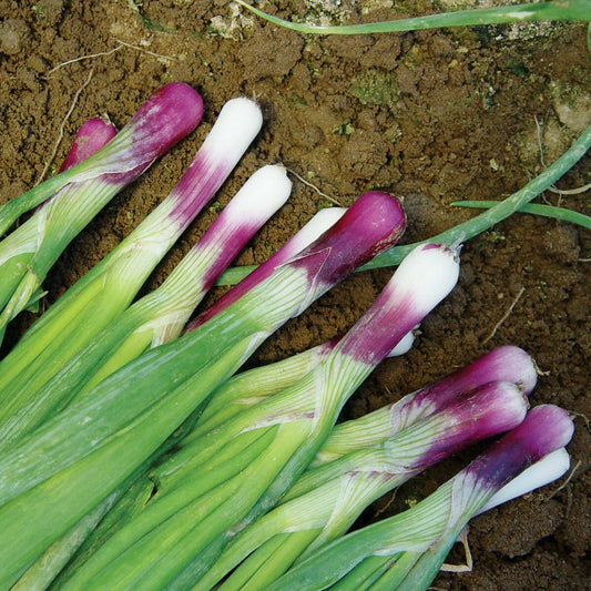 Red Bunching Onion Seeds - 50 Hybrid Non-GMO Scallion Seeds - Allium fistulosum