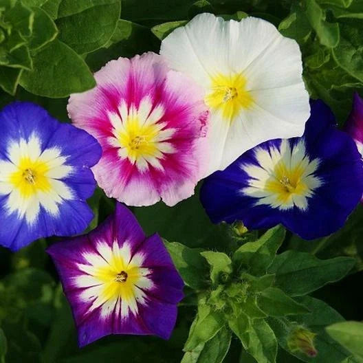 Dwarf Morning Glory Seeds - Mixed Colors Blue & Purple - Non-GMO Container Garden - 100 Seeds - Ipomoea tricolor