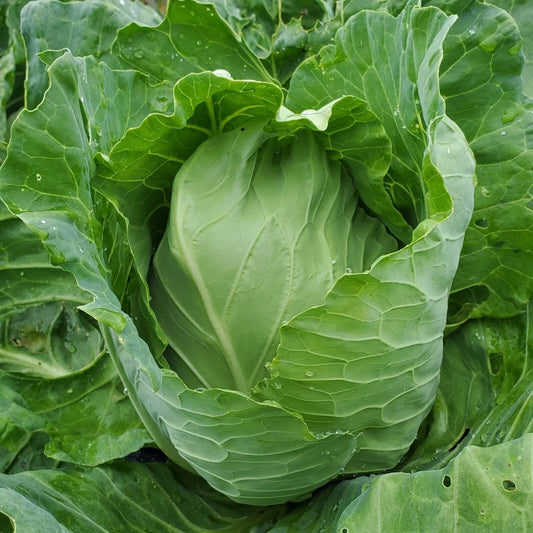 Early Jersey Wakefield Cabbage Seeds - NON-GMO - Heirloom Variety - Open-Pollinated Cabbage Seeds