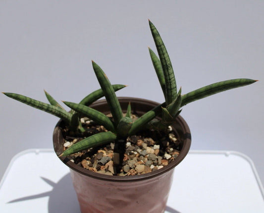 Sansevieria Cylindrica Variegated Succulent Plant - Rare Live Plant with Rooted Own Roots - Indoor Houseplant