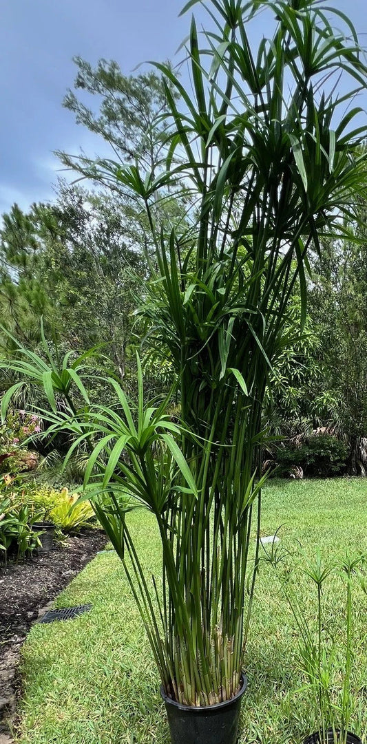 Umbrella Palm Plant in 4" Pot, Well Rooted, Cyperus alternifolius, Indoor/Outdoor Decorative Foliage Plant
